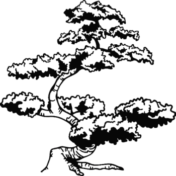 D023 Drzewo