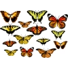 Zestaw naklejek motyle pomarańczowe i żółte
