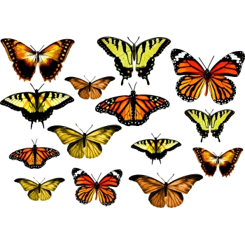 Zestaw naklejek motyle pomarańczowe i żółte
