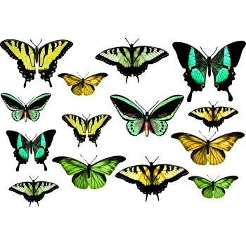 Zestaw naklejek z zielonymi i żółtymi motylkami